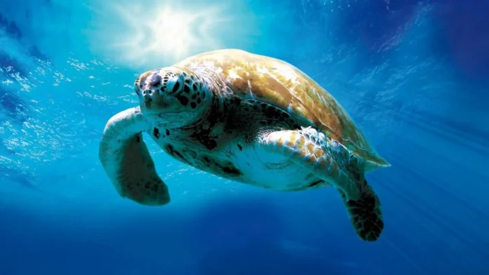 L'incredibile viaggio della Tartaruga L'incredibile viaggio della Tartaruga
