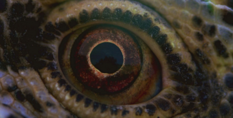 Voyage of Time: prime immagini del nuovo film di Terrence Malick Voyage of Time: prime immagini del nuovo film di Terrence Malick