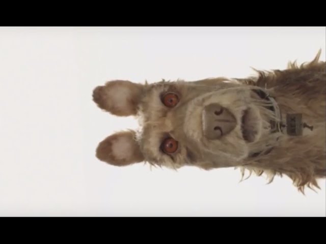 Wes Anderson annuncia Isle of Dogs, suo nuovo film Wes Anderson annuncia Isle of Dogs, suo nuovo film