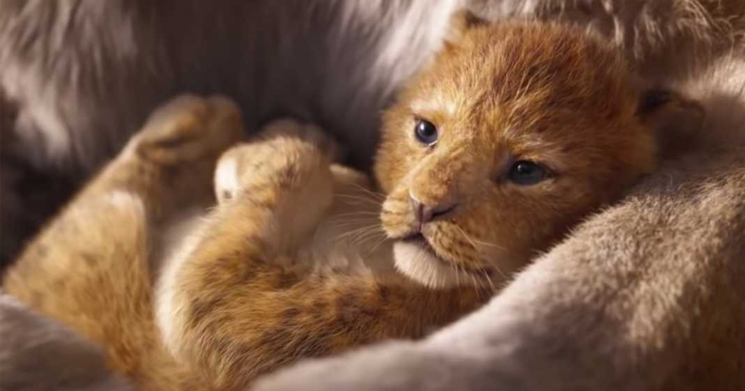 il re leone Il Re Leone