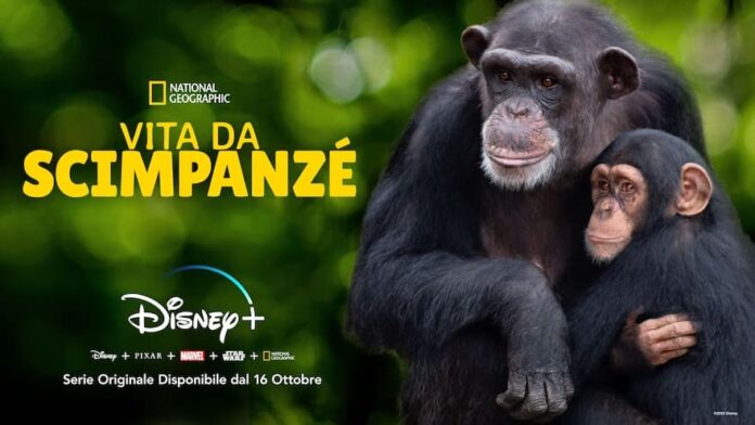 Vita da scimpanzé Vita da scimpanzé
