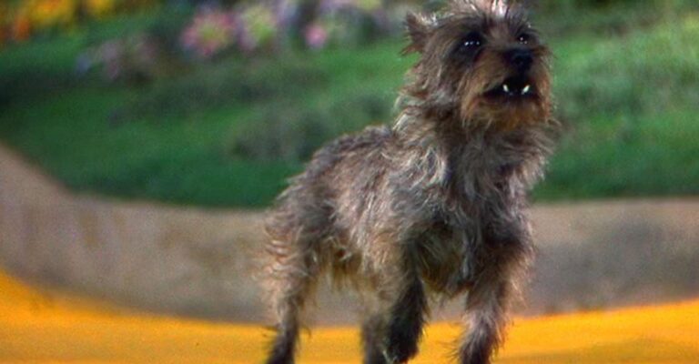 Il Mago di Oz: in lavorazione un film d&rsquo;animazione su Toto