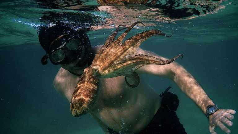 Il mio amico in fondo al mare, recensione del docu-film di Craig Foster Il mio amico in fondo al mare, recensione del docu-film di Craig Foster