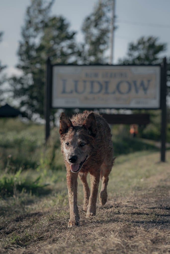 Pet Sematary: Bloodlines, prime foto e data di uscita del film