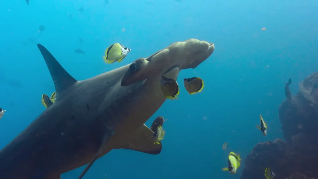 Un mondo di vita docuserie netflix