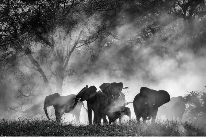 Ghost Elephants Ghost Elephants