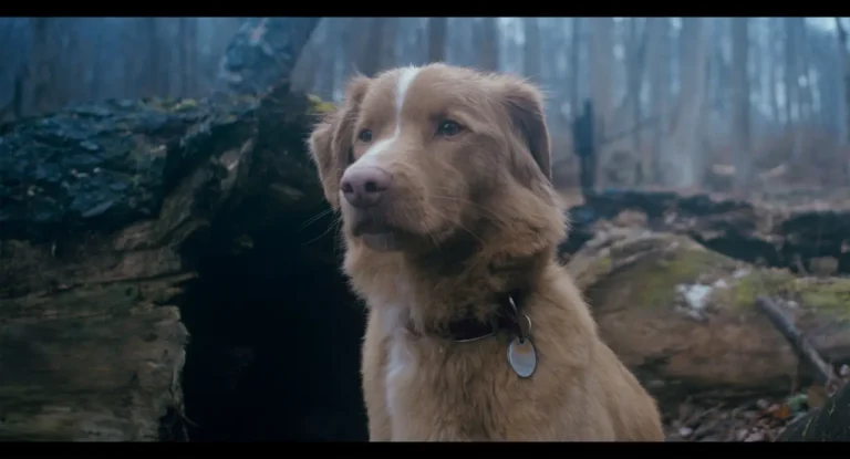 Good Boy: recensione del film di Ben Leonberg &ndash; Alice nella Citt&agrave;